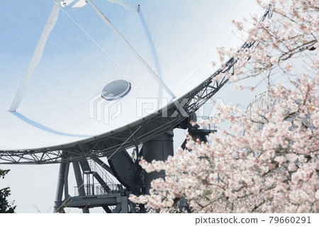 櫻花太空公園 2021-4-3 #38 櫻花太空公園 2021-4-3 #38 79660291