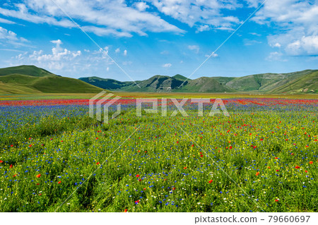 Lentil flowering with poppies and cornflowers in Castelluccio di Norcia, Italy 79660697