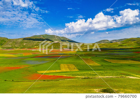 Lentil flowering with poppies and cornflowers in Castelluccio di Norcia, Italy Lentil flowering with poppies and cornflowers in Castelluccio di Norcia, Italy 79660700