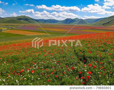 Lentil flowering with poppies and cornflowers in Castelluccio di Norcia, Italy 79660801