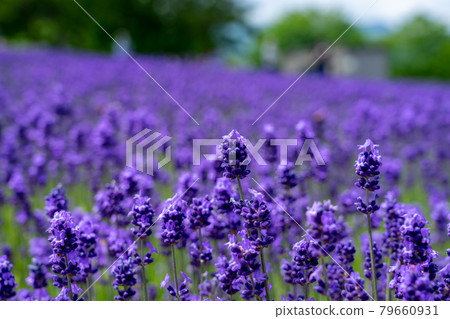 Hokkaido Sapporo City Horomi Rin Lavender Hokkaido Sapporo City Horomi Rin Lavender 79660931