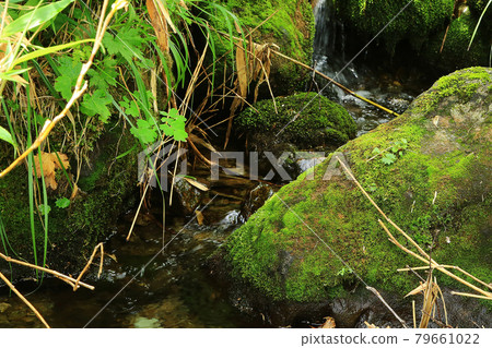 Tsugaike Nature Park Nagano Prefecture 79661022