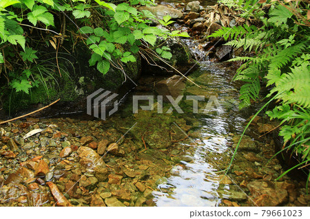 Tsugaike Nature Park Nagano Prefecture 79661023