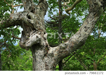 Tsugaike Nature Park Nagano Prefecture Tsugaike Nature Park Nagano Prefecture 79661172