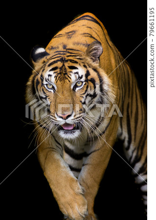 Bengal Tiger head looking direct to camera 79661195