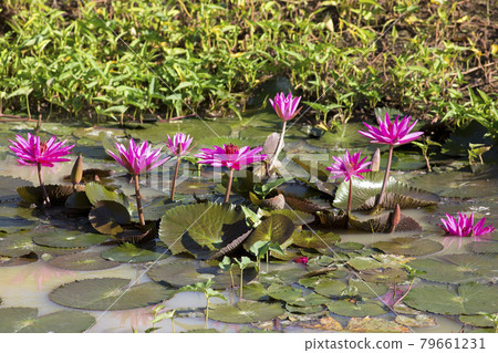 Pink lotus in the pond Pink lotus in the pond 79661231