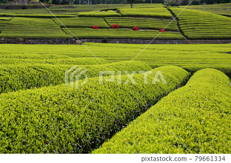 Sprout tea plantation Sprout tea plantation 79661334