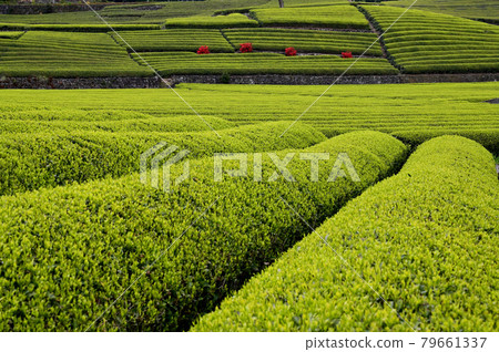 芽茶種植園 79661337