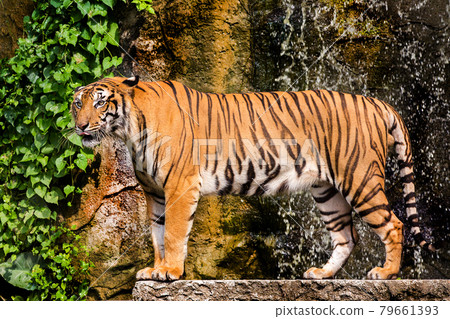 Royal Bengal tiger standing on the rock