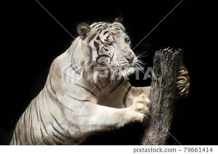 Big white tiger sleeps in the zoo. Big white tiger sleeps in the zoo. 79661414