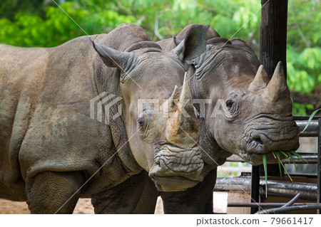 Two rhinoceros standing together in a zoo. Two rhinoceros standing together in a zoo. 79661417