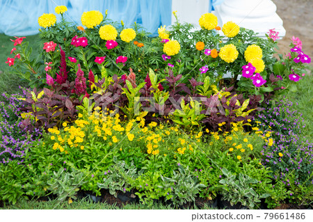 Beautifully arranged flower, colorful background 79661486