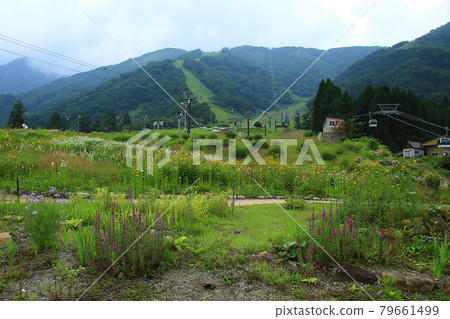 Hakuba Goryu Alpine Botanical Garden Nagano Prefecture Hakuba Goryu Alpine Botanical Garden Nagano Prefecture 79661499