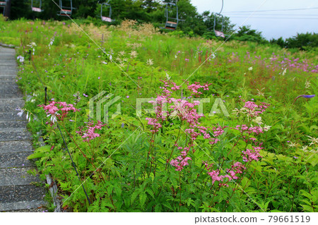 Hakuba Goryu Alpine Botanical Garden Nagano Prefecture Hakuba Goryu Alpine Botanical Garden Nagano Prefecture 79661519