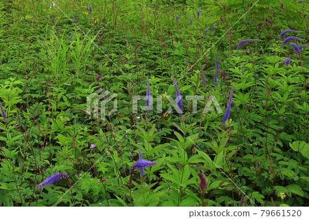 Hakuba Goryu Alpine Botanical Garden Nagano Prefecture Hakuba Goryu Alpine Botanical Garden Nagano Prefecture 79661520