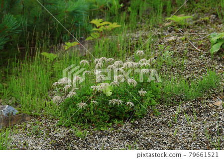 Hakuba Goryu Alpine Botanical Garden Nagano Prefecture 79661521