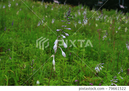 Hakuba Goryu Alpine Botanical Garden Nagano Prefecture 79661522