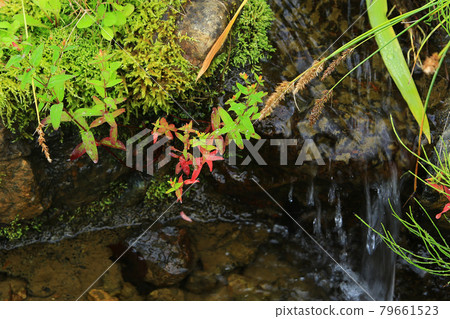 Hakuba Goryu Alpine Botanical Garden Nagano Prefecture 79661523