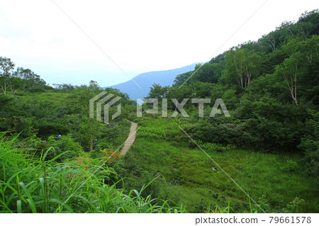 Hakuba Goryu Alpine Botanical Garden Nagano Prefecture 79661578