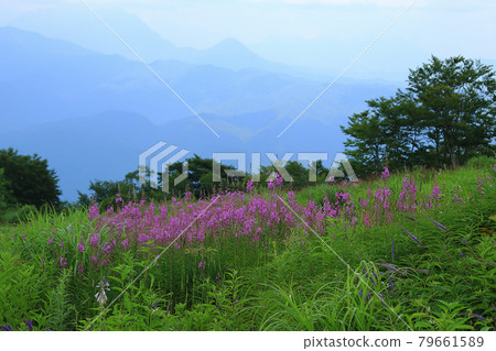 白馬五龍高山植物園 長野縣 79661589