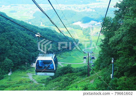 白馬五龍高山植物園 長野縣 白馬五龍高山植物園 長野縣 79661602