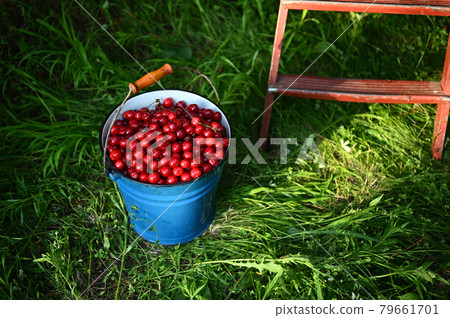Cherry harvesting. Top view of blue metal bucket full of cherries on the grass. Concept of healthy nutrition and vitamins Cherry harvesting. Top view of blue metal bucket full of cherries on the grass. Concept of healthy nutrition and vitamins 79661701