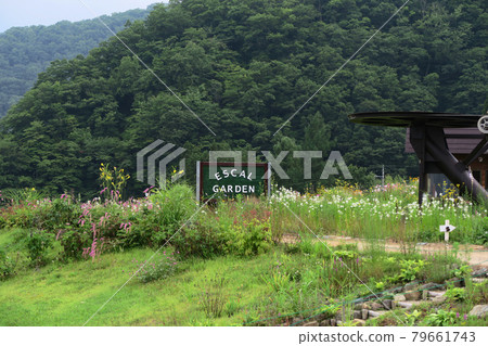 Hakuba Goryu Alpine Botanical Garden Nagano Prefecture 79661743
