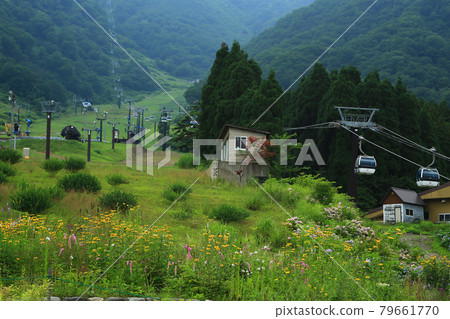 Hakuba Goryu Alpine Botanical Garden Nagano Prefecture 79661770