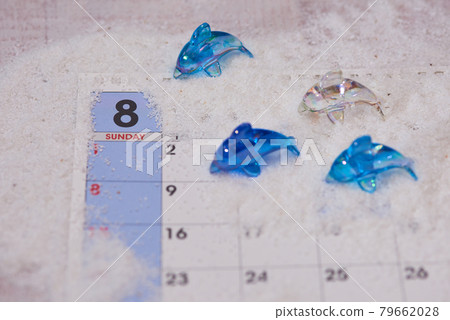 八月海豚圖片 八月海豚圖片 79662028