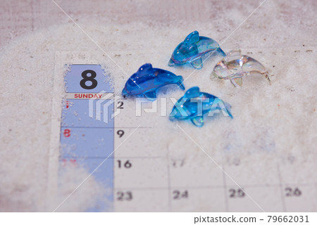 八月海豚圖片 八月海豚圖片 79662031