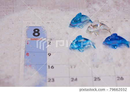 八月海豚圖片 八月海豚圖片 79662032