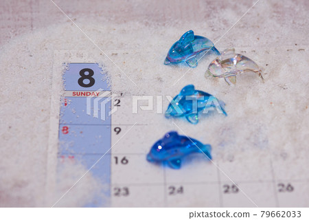 八月海豚圖片 八月海豚圖片 79662033