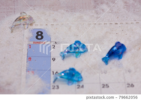 八月海豚圖片 八月海豚圖片 79662056