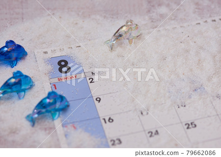 八月海豚圖片 八月海豚圖片 79662086