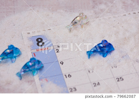 八月海豚圖片 79662087