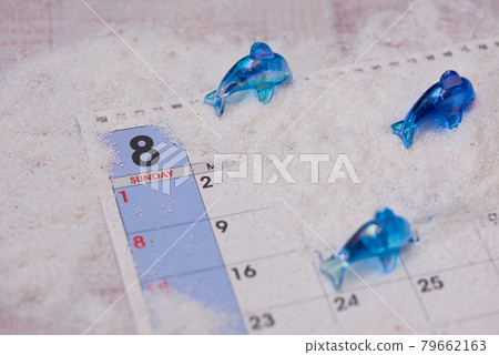 八月海豚圖片 79662163