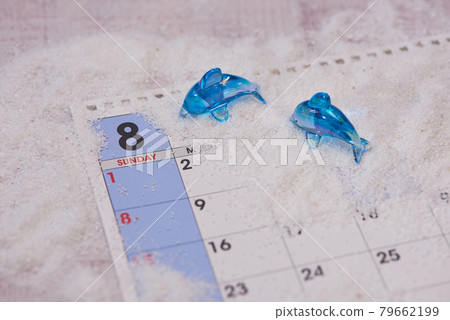 八月海豚圖片 八月海豚圖片 79662199