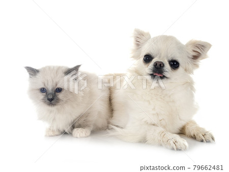 birman kitten and chihuahua 79662481