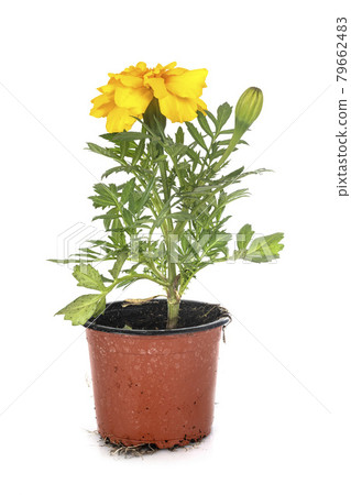 Tagetes patula in studio Tagetes patula in studio 79662483
