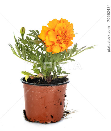 Tagetes patula in studio Tagetes patula in studio 79662484