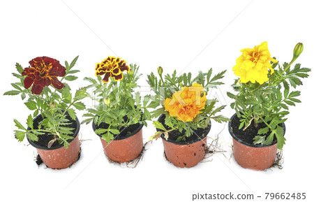 Tagetes patulas in studio 79662485
