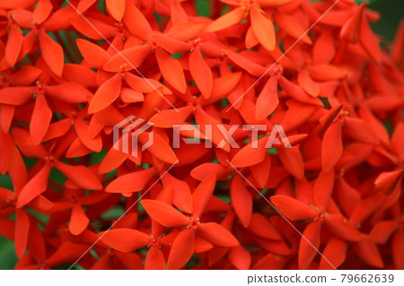 jungle geranium  (Ixora coccinea) 79662639