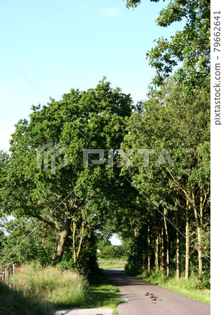 avenue of trees 79662641