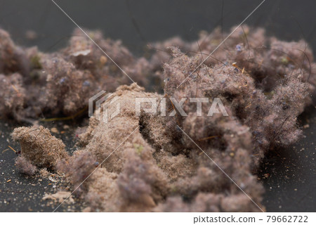 House dust House dust 79662722