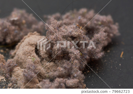 House dust House dust 79662723