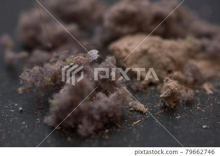 House dust House dust 79662746