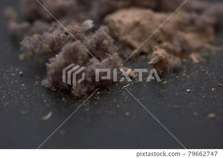 House dust House dust 79662747