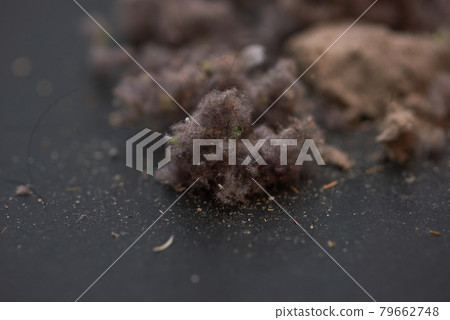 House dust House dust 79662748