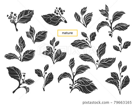 Vector set of branches. Nature 79663165
