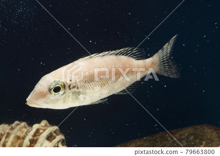 Lethrinidae Lethrinidae 79663800